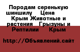 Породам серенькую шиншилу  › Цена ­ 500 - Крым Животные и растения » Грызуны и Рептилии   . Крым